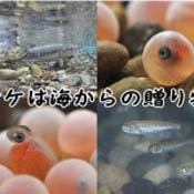社団法人本州鮭鱒増殖振興会　